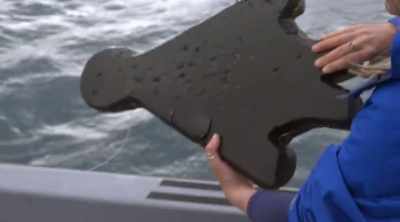 And then on the
reverse side here - Shark Attack Files