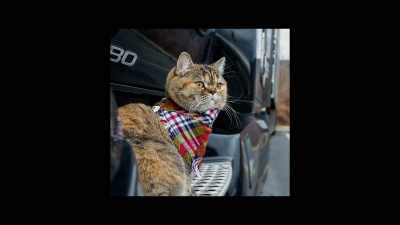 And then once we got a camera, - Cat Daddies