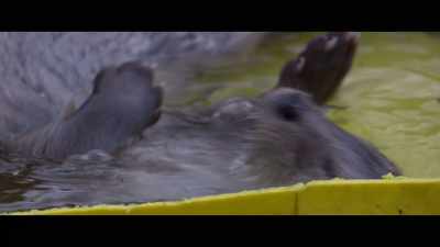 And then one evening,
we realized who it was. - Billy & Molly: An Otter Love Story