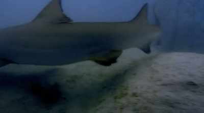 And then, one shark
shows its true colors. - Shark Attack Files