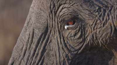 And then we saw they were all looking
at the same place. - In the Footsteps of Elephant