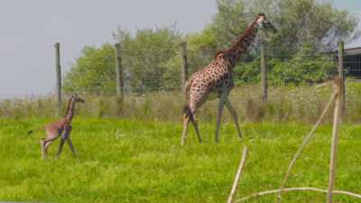 And then second, it looks like
it's already been cleaned, - Secrets of the Zoo