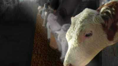 And then slaughter her,
feed her to humans, - The Magic Pill