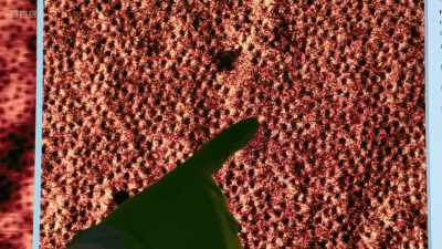 And then sometimes there are these
gaps in your lattice. - Secrets of Size: Atoms to Supergalaxies