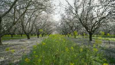 And then after the bloom, - The Green Planet