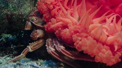 And then the crab thinks,
"Okay, everything's all right," - My Octopus Teacher