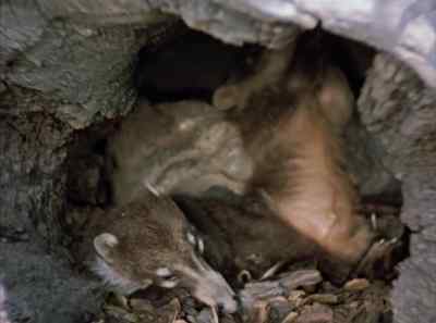 And then after the omelet,
a quiet nap. - The Living Desert