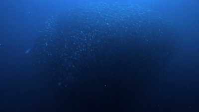 "And then,
the orchestra becomes a ballet." - Secrets of the Whales