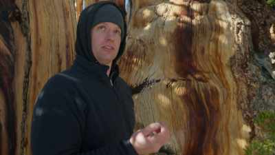 And then, the tree could die, - Trees and Other Entanglements