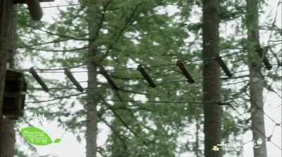 And then there's the zip-lining, - Nature of Love