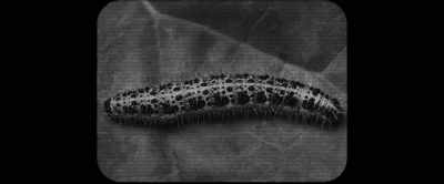 And then once those
wasps are ready, - Memory: The Origins of Alien