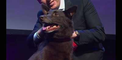 ..and then we walked off stage. - Koko: A Red Dog Story