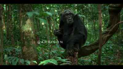 And there are chimps in the group that won't stop there. - Chimp Empire