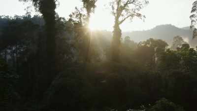 And there are many ways
in a tropical forest - The Green Planet