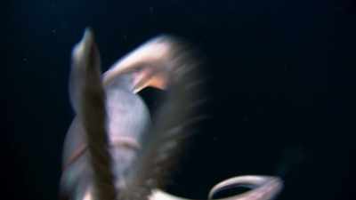 And when there are
no more lanternfish to be found, - Blue Planet II