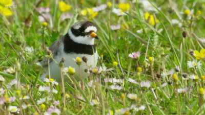 And there are other wading birds
here, too... - Wild Isles