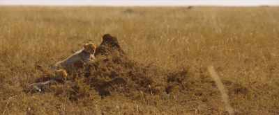And there are rival
predators out here… - Our Universe