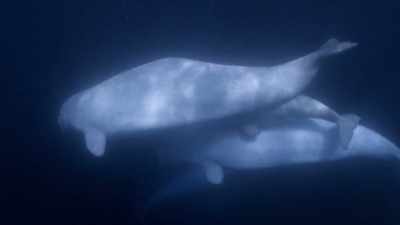 "And there it is." - Secrets of the Whales