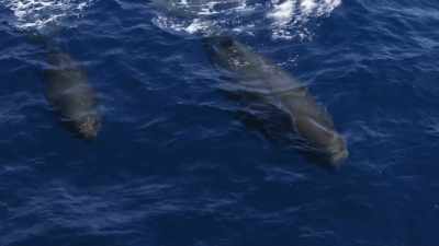 "And there may be even more cultural
clans elsewhere." - Secrets of the Whales