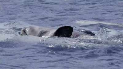 "And there may be more going on here
than a summer vacation." - Secrets of the Whales