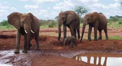 And there is nothing quite like
having a new friend to share it with. - The Elephant Queen