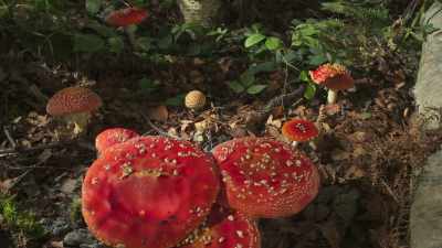And there, other organisms
await them. - The Green Planet