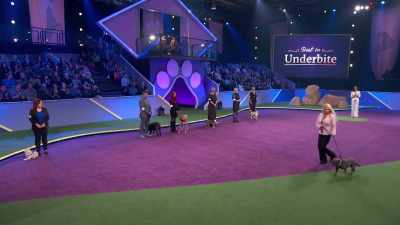And there's a bond shared, Rob,
with LisaMarie, - 2022 American Rescue Dog Show