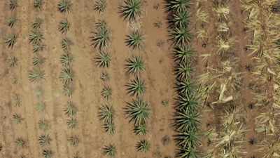 And where there's agave,
there's mezcal-- - Eva Longoria: Searching for Mexico