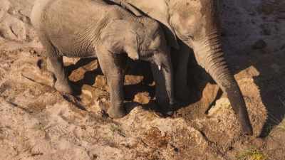 And there's enough to guzzle
up to 40 gallons each. - The Secret Lives of Animals
