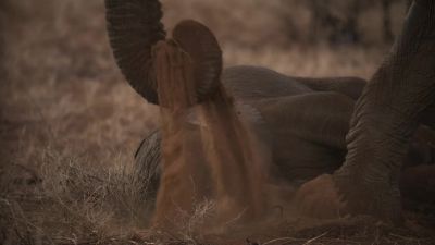 And there's no species better suited - Chasing the Rains