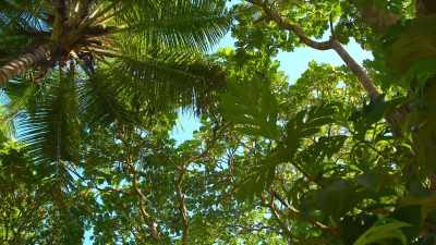 And there's one tree
that has it in abundance. - The Secret Lives of Animals