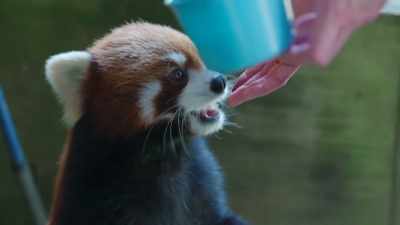 And these are really good
indications that his dental work - Secrets of the Zoo