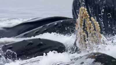 "And these are traditions
he will pass on." - Secrets of the Whales
