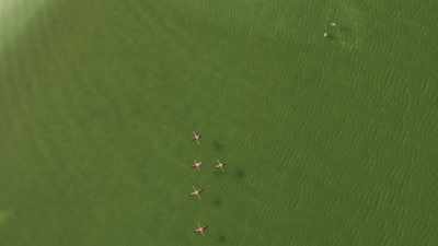 And yet these Caribbean flamingos - Planet Earth III