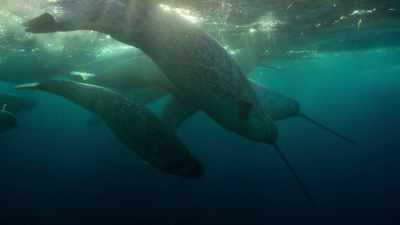 and these changes
will not just affect the poles - Our Planet