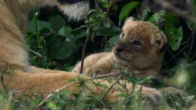 And these cubs may soon
bejoined by more. - Dynasties