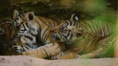And these differences
will only become more apparent, - Dynasties