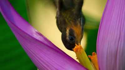 And these intimate connections - Our Planet