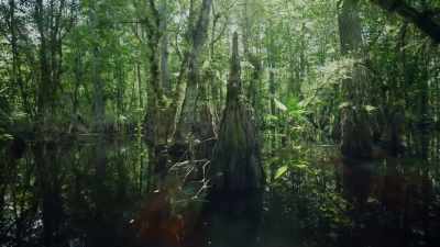 And these swamps deep in the Everglades, - Path of the Panther