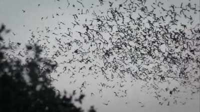 And when they blacken
the skies each night, - United States of Animals