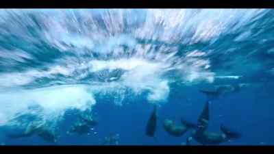 And where they can,
they travel with the current. - Our Oceans