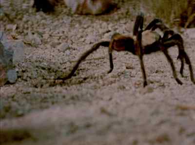 And when they
finally part company, - The Living Desert
