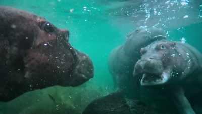 And when they get too boisterous, - Our Great National Parks