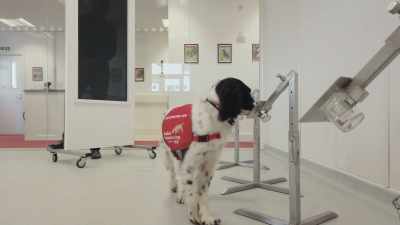 And so they have to have
the physical strength, - Inside the Mind of a Dog