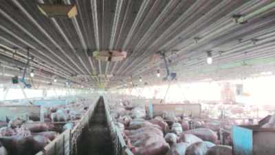 And they had hogs
and they raised hogs - Killer Cases