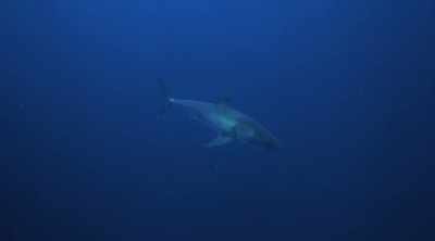 And if they live that long, - Shark Attack Files