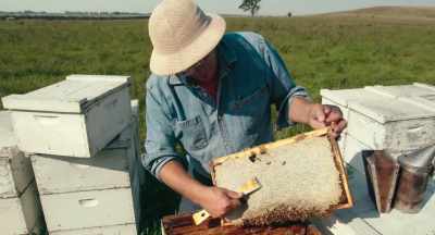 And so they put the cap on
to keep it - The Pollinators