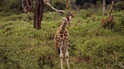 And if they saw a giraffe,
you can reason, - The Woman Who Loves Giraffes