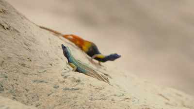 ..and they're not afraid to
make their seniority quite clear. - Attenborough's Life in Colour
