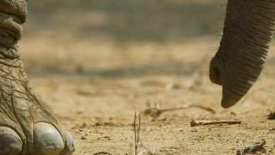 And they're particularly
important for elephants. - The Green Planet